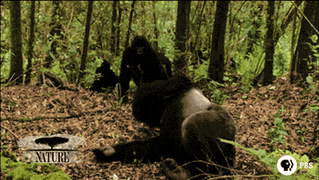 Pbs Nature Gorilla GIF by Nature on PBS