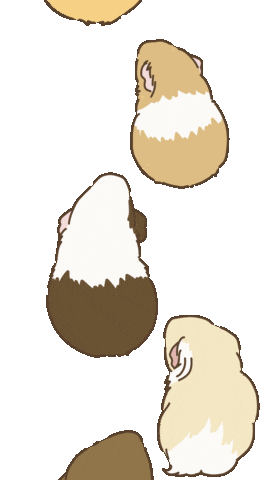 Licht Guineapig Sticker