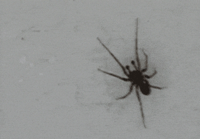 spider GIF
