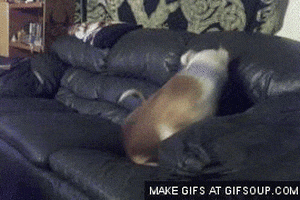 dog GIF