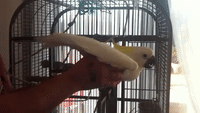 Cockatoo Just Loves Attention