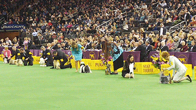 toy group dog GIF by Westminster Kennel Club