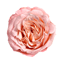 day of the dead love Sticker by Flower Council