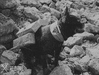 NationalWWIMuseum black and white dogs military messenger GIF