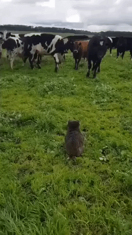 Farmer Escorts Koala to Safety from Curious Herd of Cattle on Victorian Farm