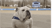des moines drake GIF by DrakeUGriff