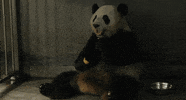 giant panda bear GIF by Head Like an Orange