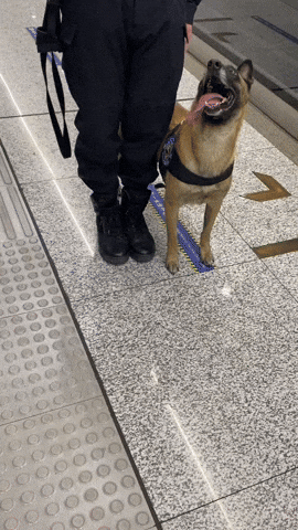 cuteanimalland giphyupload GIF