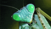 eyes cricket GIF