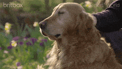 happy bbc GIF by britbox