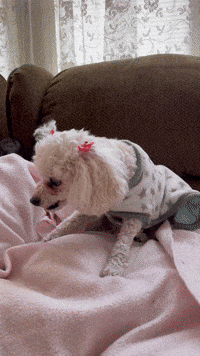 Cosette