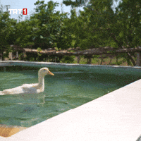 See You Later What GIF by TRT