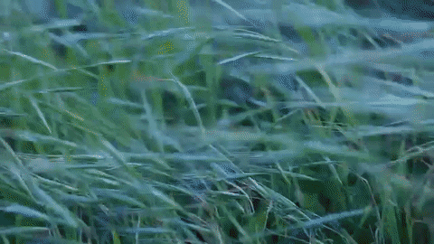 miley cyrus beach GIF by RCA Records UK