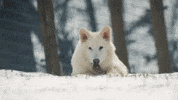 Wolf What GIF by Colossal