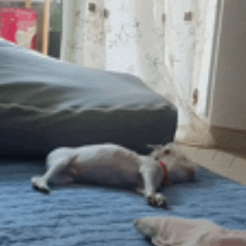 Puppy GIF
