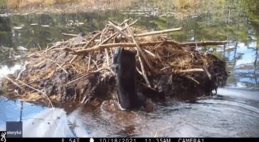 Bombs Away: Bear Cub Uses Beaver Lodge for Diving Practice
