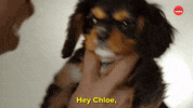 Puppy Puppies GIF by BuzzFeed