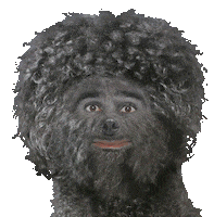 Raul Gomez Dog Sticker by Movistar+