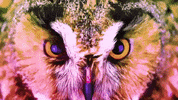 Looking I See You GIF by Ultra Records