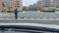 Elderly Couple Guide Family of Ducks Across Madrid Street