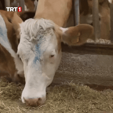 Hungry Breakfast GIF by TRT