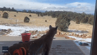 Curious Mountain Lion Loiters on Colorado Porch