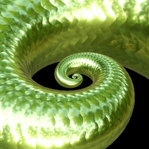 Snake Spiral GIF by Feliks Tomasz Konczakowski
