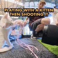 Kitten Photo GIF