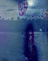 Palm Trees Film GIF by Hunter Preston