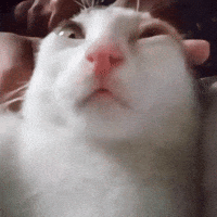 Cat Kitten GIF