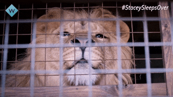 Lion King Monkey GIF