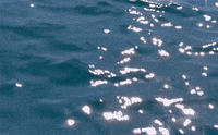 the beach GIF