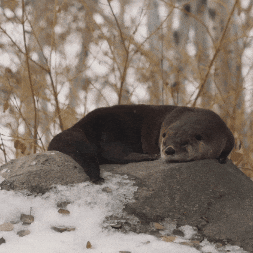 Tired Otter GIF by Valley Zoo Development Society