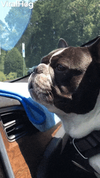 Frenchie Likes to Scream