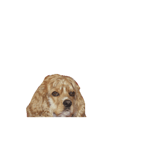 Cocker Spaniel Dog Sticker by Geekster Pets