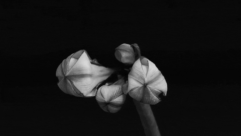 black and white flowers GIF