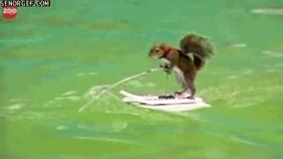 water skiing squirrel GIF by Cheezburger