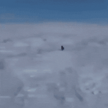 Pallas Cat Manul GIF