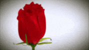 red GIF