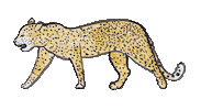 Cat Walk Sticker by Bela Unclecat