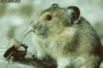 mouse leaves GIF by Cheezburger