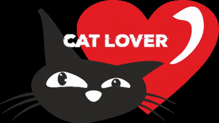 Bekakat giphygifmaker cat cute cat black cat GIF