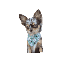 Chihuahua Star Wars Dog Sticker by Geekster Pets