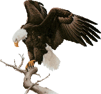 eagle STICKER