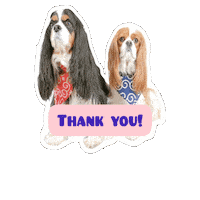 Cavalierkingcharlesspaniel Sticker