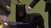 Dogs GIF by Westminster Kennel Club