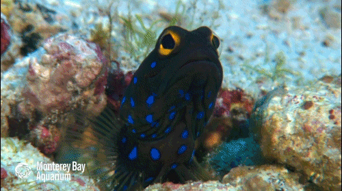 baja california fish GIF by Monterey Bay Aquarium