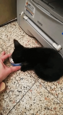 tulsimo giphygifmaker GIF