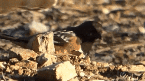 margaretgunning giphygifmaker GIF