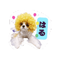 Cavalierkingcharlesspaniel Sticker